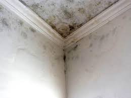 Best Environmental Consulting for Mold Prevention  in Miami Springs, FL